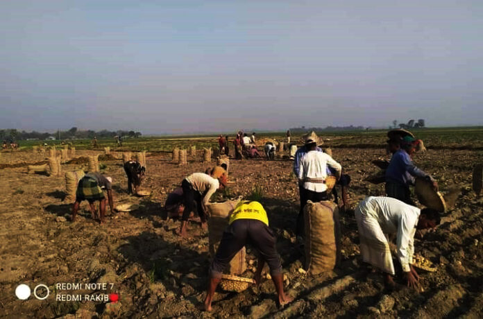 তানোরে আলু নিয়ে দিন-রাত ব্যাস্ত সময় কাটাচ্ছেন কৃষান-কৃষানীরা